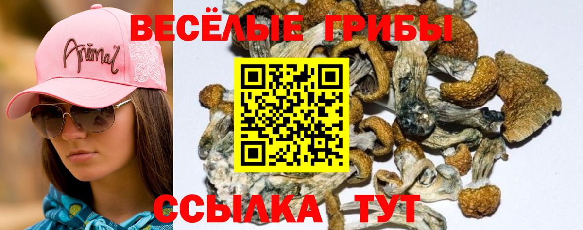 купить наркоту  Вход с VPN  Псилоцибиновые грибы ЛСД  Озёры  Галлюциногенные грибы GOLDEN TEACHER 